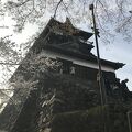 丸岡城桜まつり