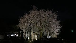 桜のライトアップ