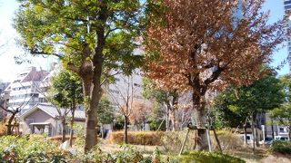 師走の南桜公園