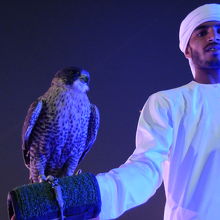 ファルコンの羽根は触るとつやつやでした。