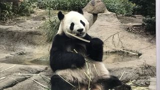 久しぶりの上野動物園