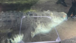 いろんな生き物がいるなあ