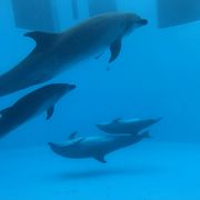 名古屋港水族館