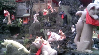 境内の狐の大群