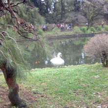 池に来ていた白鳥