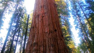 シャーマン将軍の木