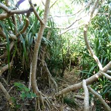 こんな藪の中を抜けて…‥