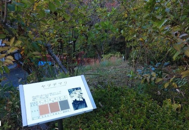 染めることにスポットをあてた植物園