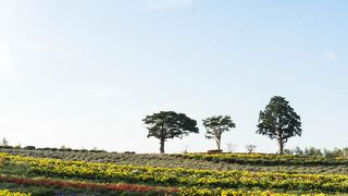 美瑛のお花スポット