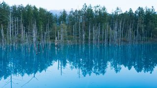 澄んだブルーと樹木