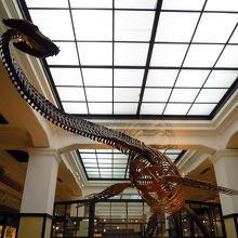 フタバスズキリュウ / Futabasaurus