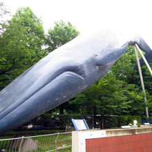 シロナガスクジラ / Blue whale