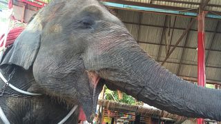 象に乗ってきました！