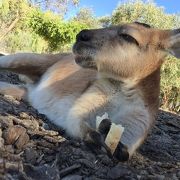 動物との距離が近い！