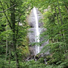 ブナ林に囲まれた隙間に