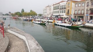 モリセイロがたくさん