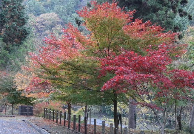 明智光秀生誕&#8265;の地