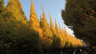台風の塩害が多い中ここは例年通りきれいな紅葉を見ることが出来ました