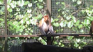 オランウータンやテングザル