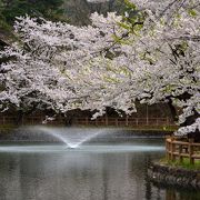 春は約2,000本の桜花に包まれる公園【日本さくら名所100選】