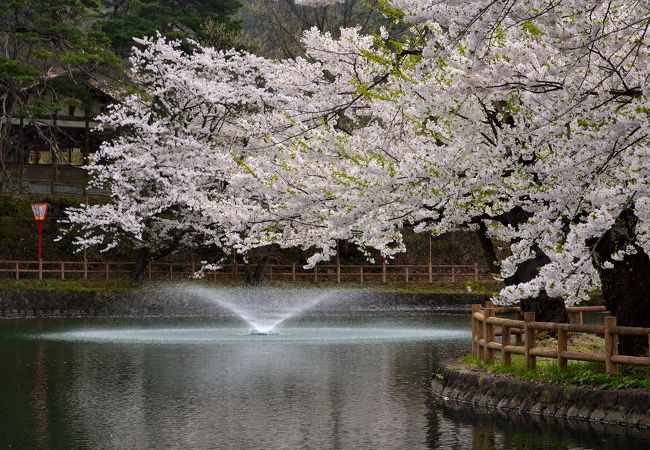 春は約2,000本の桜花に包まれる公園【日本さくら名所100選】