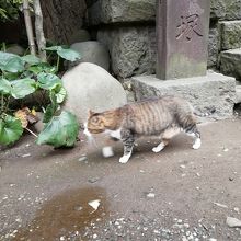 入谷の小野照崎神社 