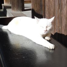 本殿前にいました