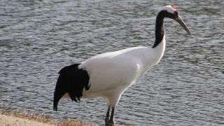 元旦と３日に丹頂鶴の放鳥イベントが開催されます。