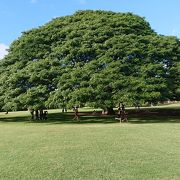 CMでよく知られる「日立の木」がある公園。その実物が見られる。