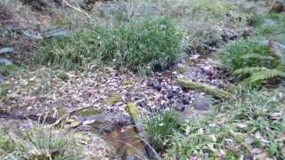 小網代の森の小川