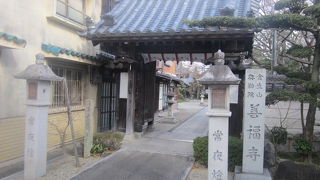 山茶花が綺麗に咲いていました