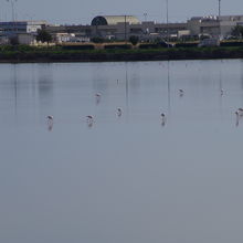 遠くにフラミンゴがみえます