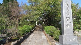 本堂前に立派な枝垂桜