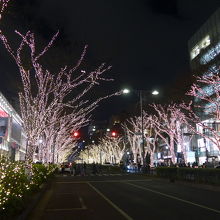 ケヤキの街路樹に輝くイルミネーション
