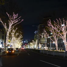 少しずつ進んでいきます　ケヤキの並木が続きます
