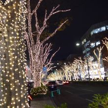 ケヤキの街路樹のイルミネーション