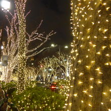 緑の街路樹にとても綺麗なイルミネーションです