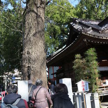 これは御神木の大銀杏。