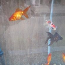 大和郡山といえば、やはり金魚ですね！