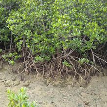 木道から間近に見ることができます