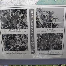 葉の形で種類が識別できるとのこと