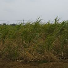 木道の終点はサトウキビ畑が広がっています