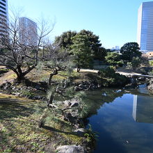 池にせり出している枝、きれいです。