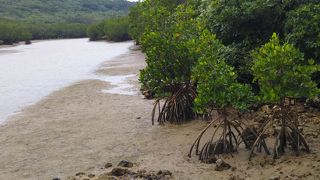 亜熱帯らしい雰囲気を感じる （島尻のマングローブ林）