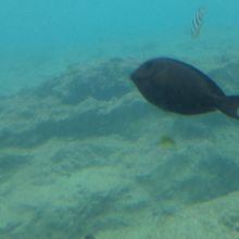 アクリルパネルを通じ海中が見られます