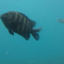 どんな魚が現れるか楽しみです