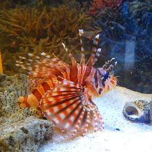 無料ゾーンでは水槽の魚を見ることができます