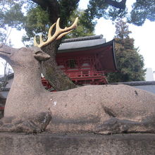 立派な角が誇らしげな雄鹿さん越しに本殿を…。