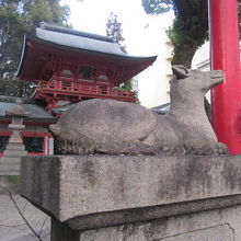 物腰柔らかな風情の雌鹿さん越しに望む本殿の様子