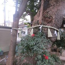 この大樹（タブノキ）は、台風被害を受けたそうです